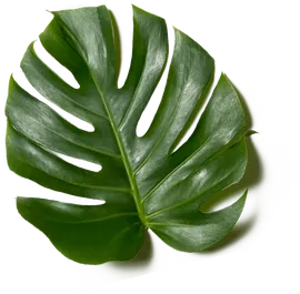 leafdecoolepoke 268w